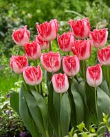 Tulipa Neglige