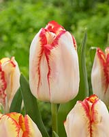 Tulipa Aquarel