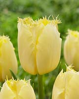 Tulipa Golden Spring