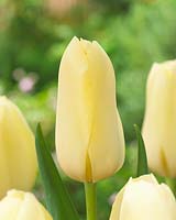 Tulipa Bollene