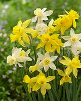 Narcissus Sailboat, Yellow Sailboat