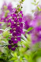 Angelonia angustifolia Serena Purple