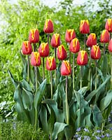 Tulipa Rene Drake
