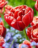 Tulipa Cabella