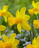 Narcissus Golden Regency