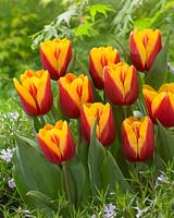 Tulipa Popstar