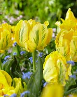 Tulipa Yellow Madonna Â®