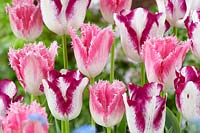 Tulipa Affaire, Huis ten Bosch