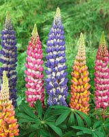 Lupinus West Country mix