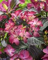 Hydrangea macrophylla Teller Dark Angel Purple Â®
