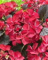 Hydrangea macrophylla Teller Dark Angel Red Â®