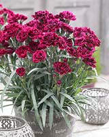 Dianthus Odessa Red Â®
