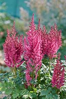 Astilbe chinensis Partiezzâ„¢ Karaoke Party