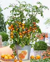 Solanum lycopersicum Tutti-Frutti Manderin F1