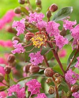 Lagerstroemia With Love Kiss