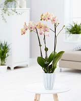 Phalaenopsis Showpiece