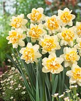 Narcissus Peach Cobbler