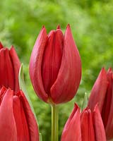 Tulipa Gigondas