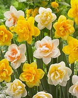 Narcissus Double Power, Narcissus Jersey Star, Narcissus 02-28, Narcissus 07-28, Narcissus 07-29