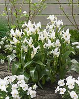 Iris willmottiana Alba