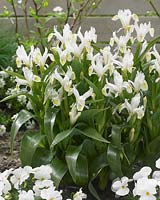 Iris willmottiana Alba