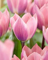 Tulipa Light and Dreamy