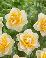 Narcissus Trendcrom