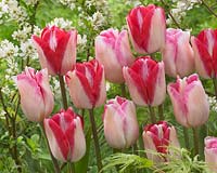 Tulipa Infiniti, Just Kissed