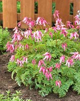 Dicentra Amore Pink