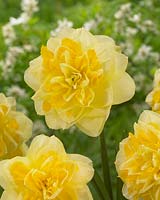 Narcissus Sweet Pomponette