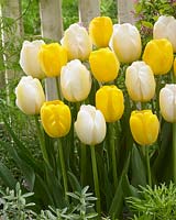 Tulipa Angels Wish, Tulipa Yellow Angel