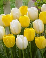 Tulipa Angels Wish, Tulipa Yellow Angel