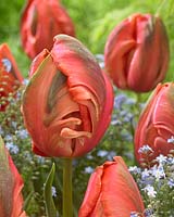 Tulipa Avignon Parrot