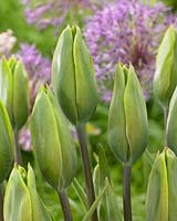Tulipa Evergreen Â®