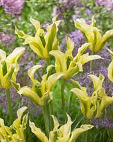Tulipa lily-flowered yellow