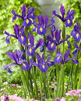 Iris Discovery Purple