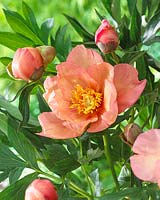 Paeonia Magical Mystery