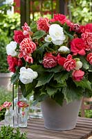 Begonia mix Camelia, Double pink and white