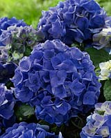 Hydrangea macrophylla Blue Boogiewoogie Â®