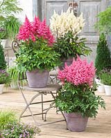 Astilbe arendsii Drum and Bass Â® 
Astilbe arendsii Rock and Roll Â®
Astilbe arendsii Honkey Tonk