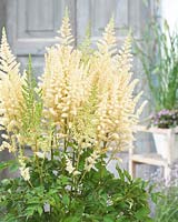 Astilbe chinensis Diamonds and Pearls Â®