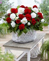 Begonia Fimbriata red and white
