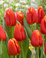 Tulipa Esta Bonita
