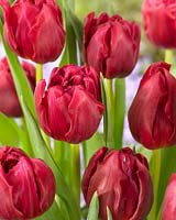 Tulipa World Bowl