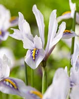 Iris reticulata 03-AN-3