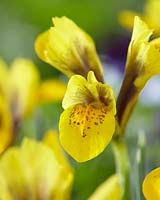Iris reticulata 98-EO-2