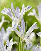 Iris reticulata Painted Lady