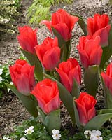 Tulipa Portland