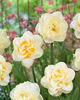 Narcissus Fragrant Jewel, White Surprise