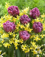 Tulipa Color Burst, Narcissus Hawera